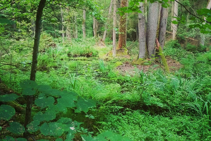 Bialowieza Forest image
