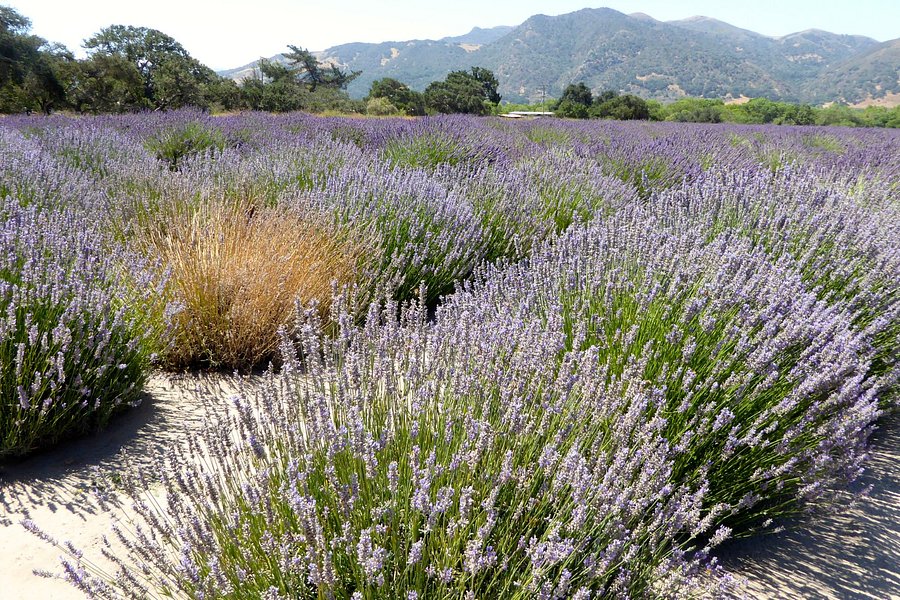 Andre Organic Lavender image