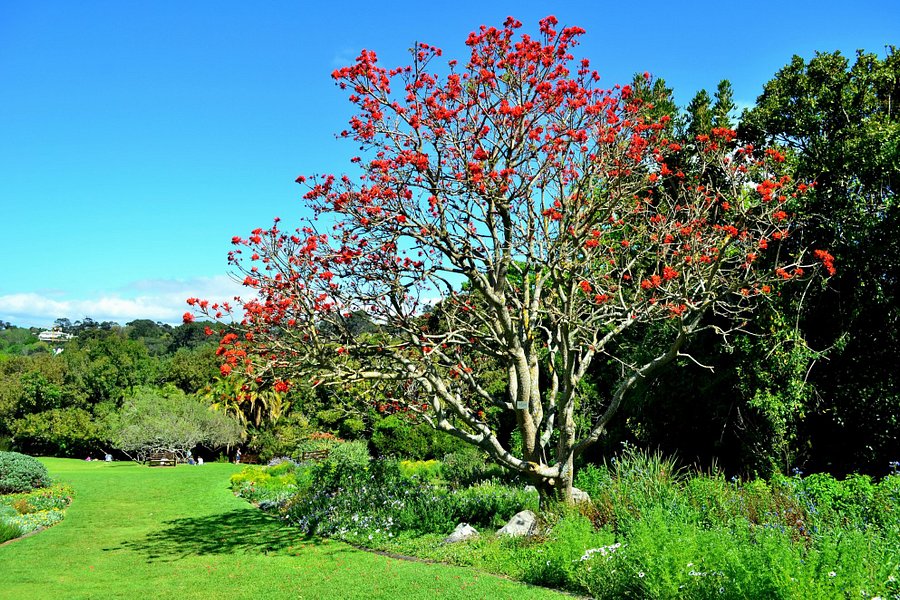 Kirstenbosch National Botanical Garden image