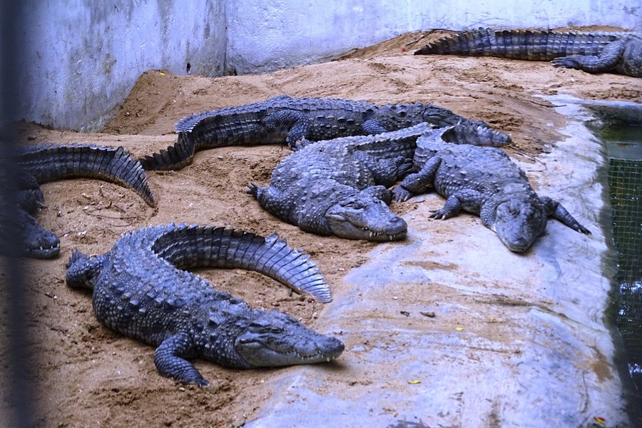 Amaravathi Crocodile Farm image