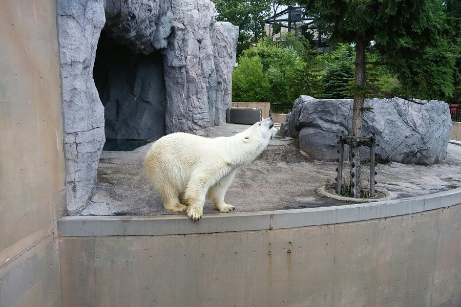 Asahiyama Zoo image
