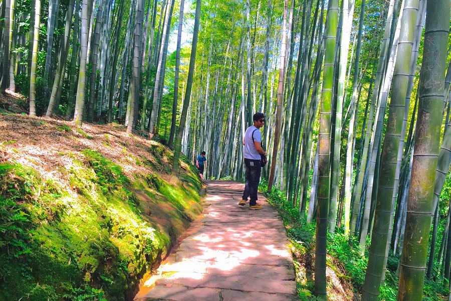 Shu'nan Bamboo Forest image