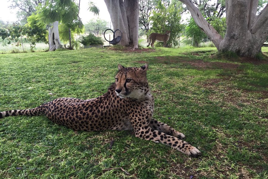 Otjitotongwe Cheetah Park image
