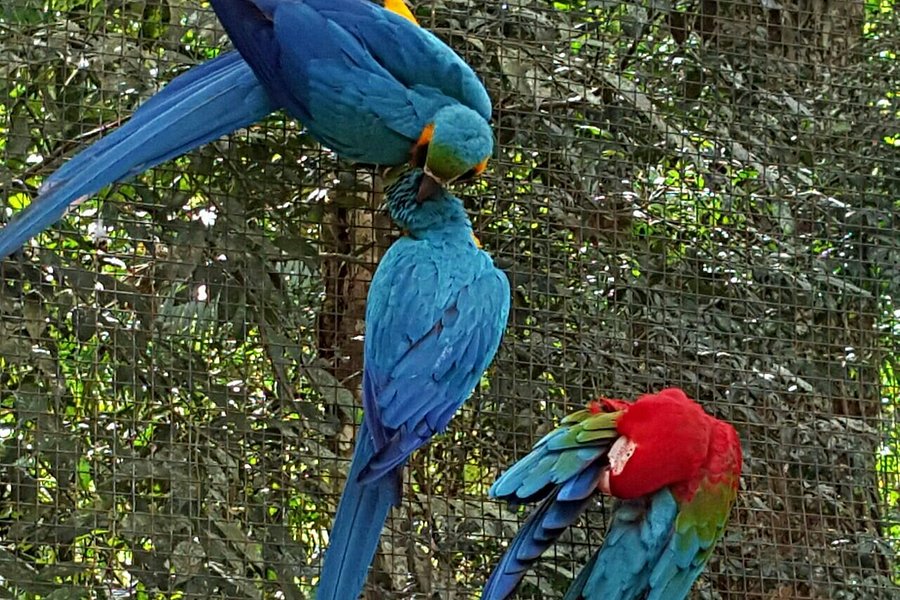 Parque das Aves image