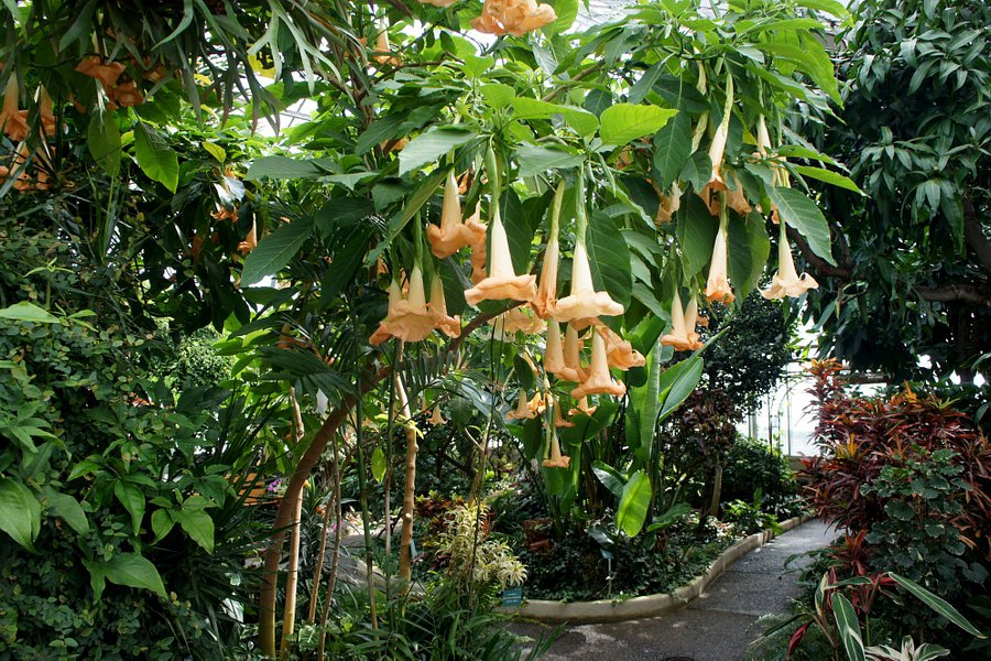 Centennial Botanical Conservatory image