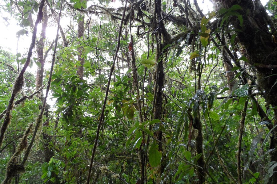 Ranario Monteverde Frog Pond image