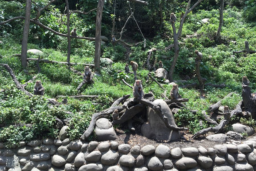 Uncle Guo Macaque Park image