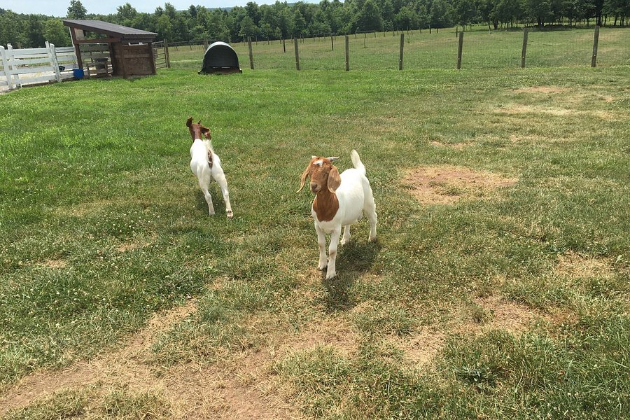Twisted Creek Goat Farm image