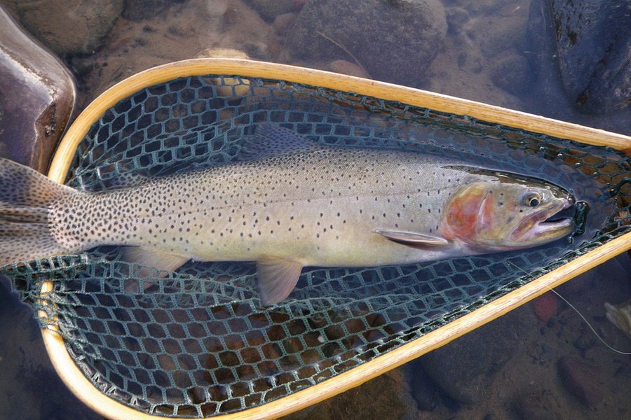 Silver Creek Outfitters image