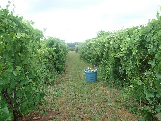 The Range Vineyard and Winery image