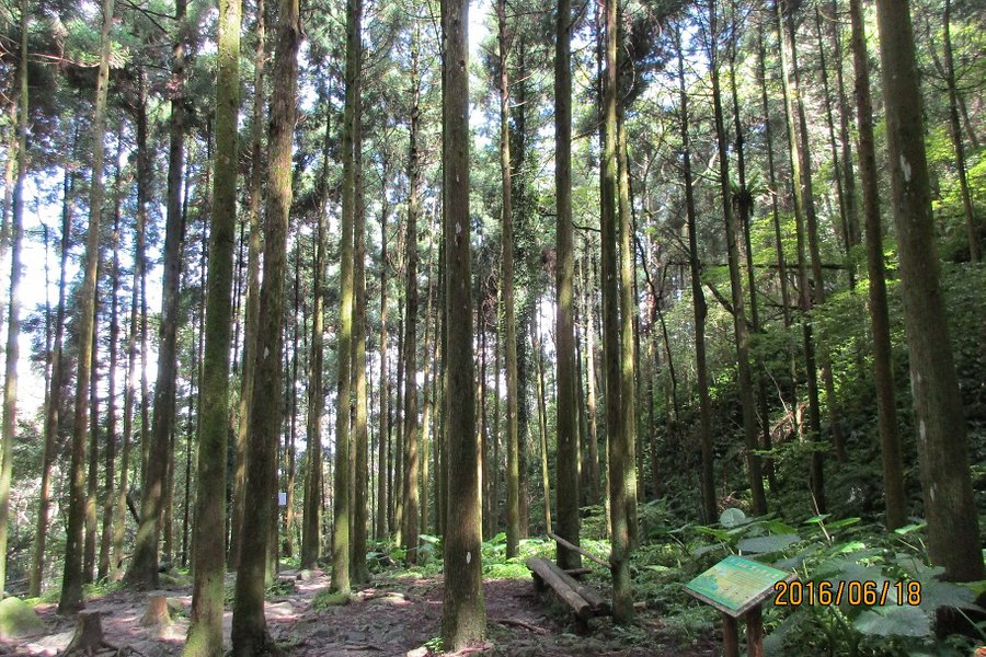 Mawudu Forest image