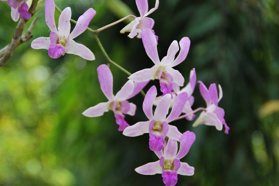 National Orchid Garden image