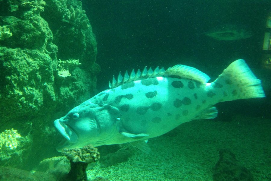 Aquarium of Anemonefish image