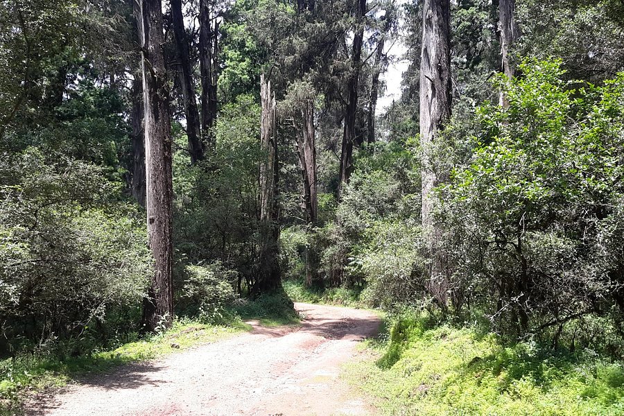 Menagesha Suba Forest Park image