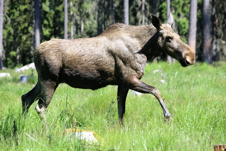 Varmlands Moose Park image