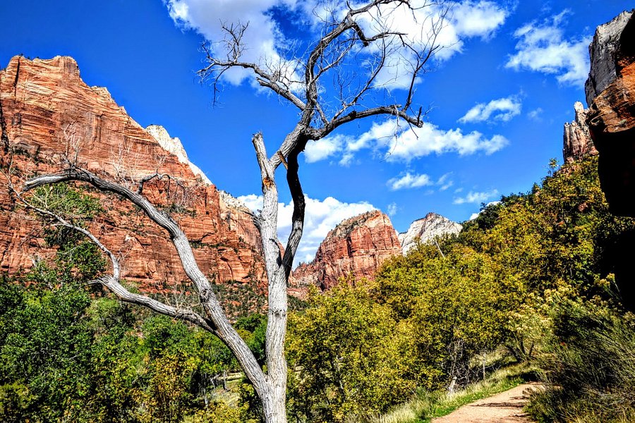 Zion's Main Canyon image