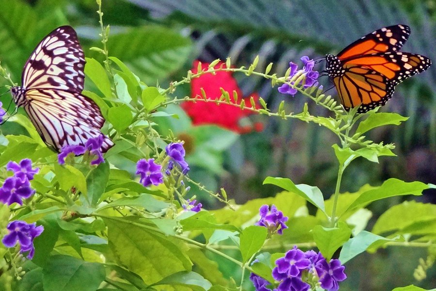 The Butterfly Farm image