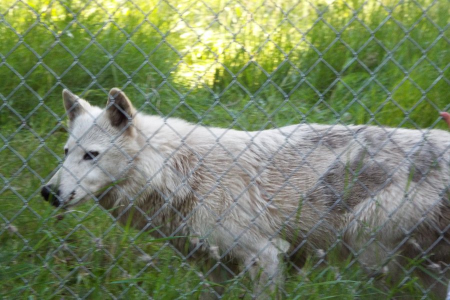 Wolf Education and Research Center image