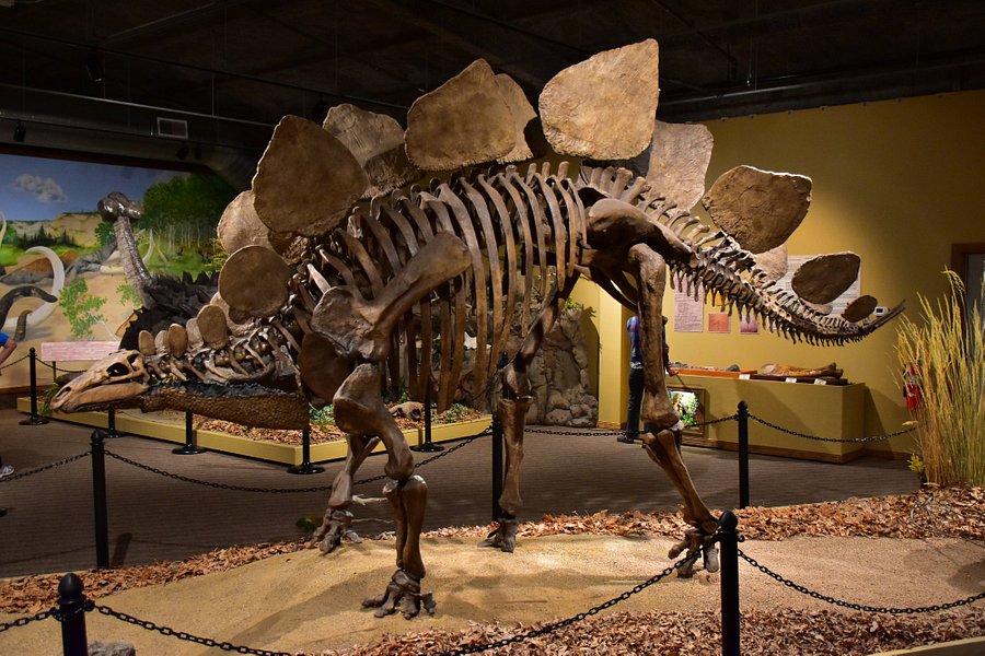 Glendive Dinosaur & Fossil Museum image
