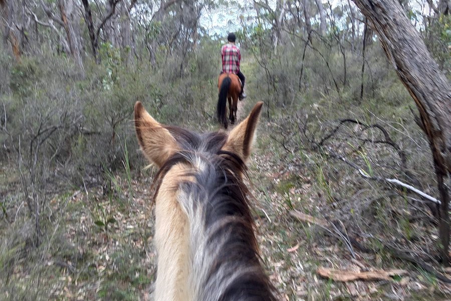 Spring Creek Horse Rides image