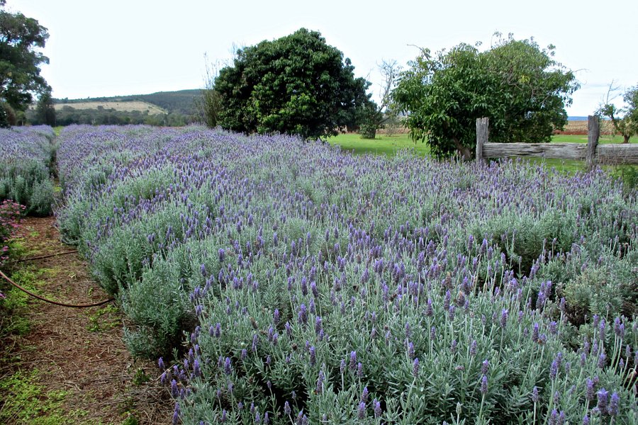 Pottique Lavender Farm image