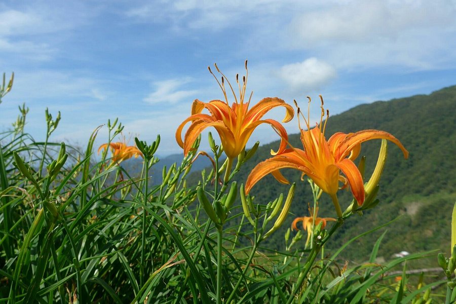 Taimali Kinchen Mountain image