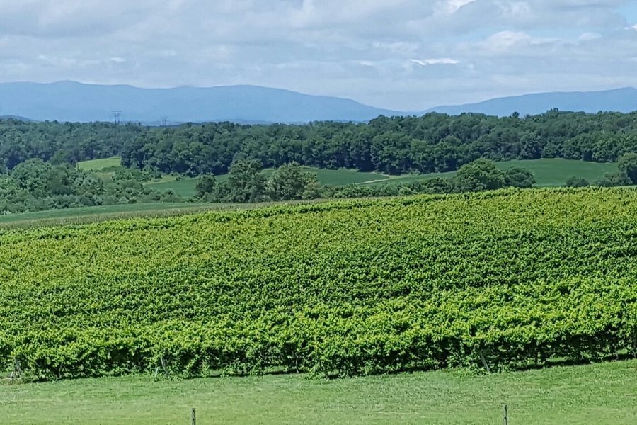 Barren Ridge Vineyards image