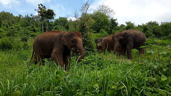 Elephant Rescue Park image