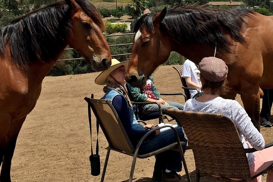 Healing Horse image