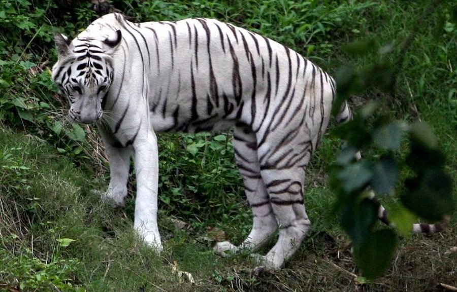 Kolkata Zoo & Zoological Garden image
