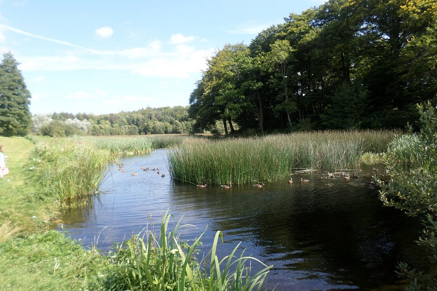 Curraghchase Forest Park image
