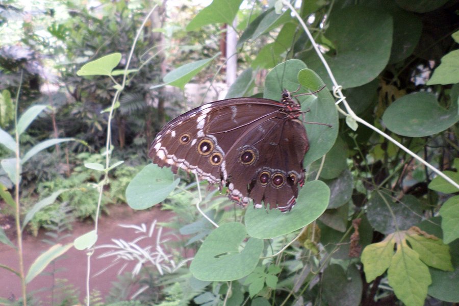 Schmetterlingspark Buchholz image