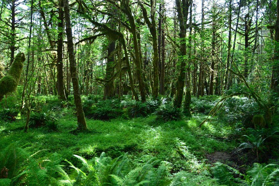 Quinault Rain Forest image