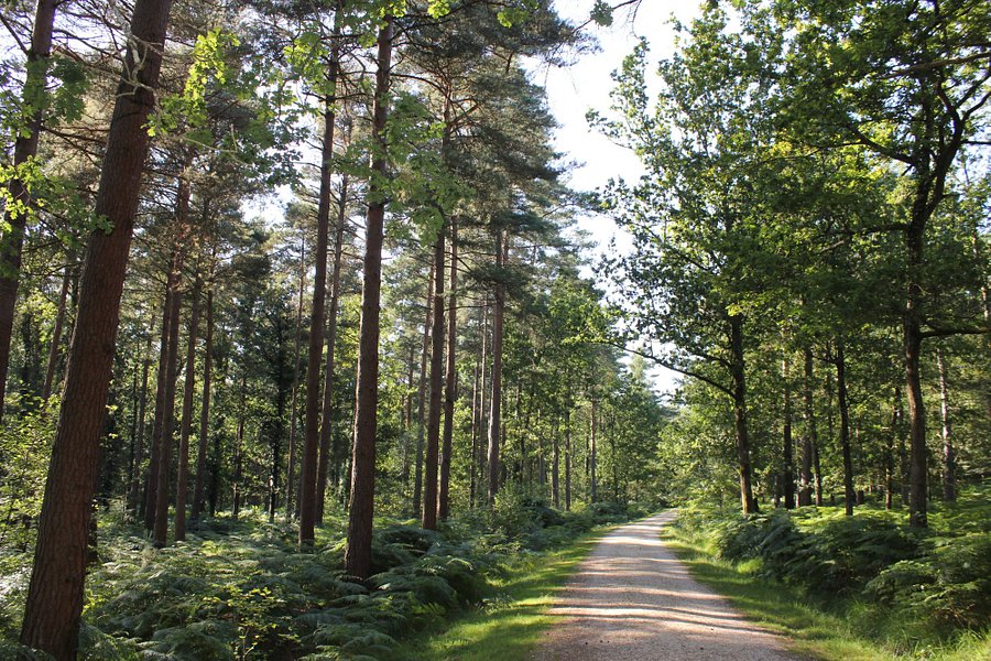 New Forest National Park image