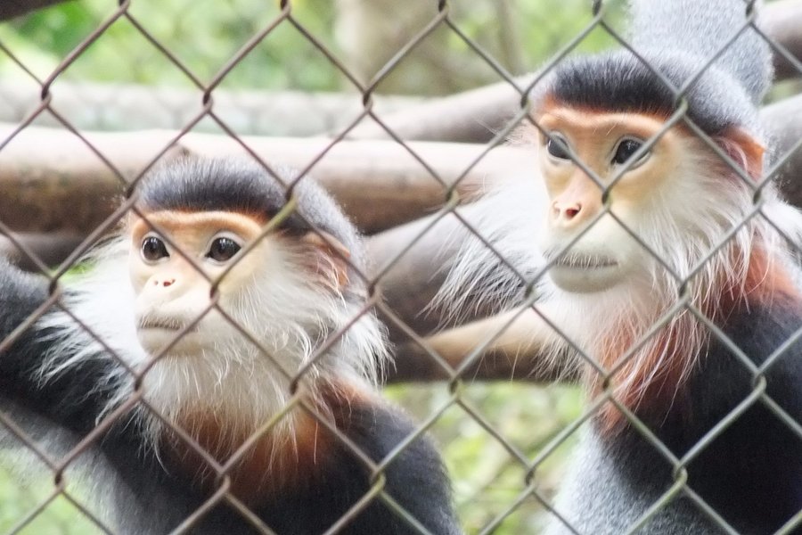 Endangered Primate Rescue Centre image