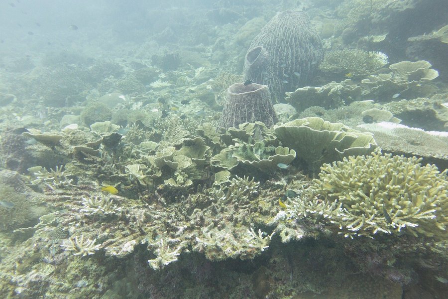 Laguna Redang - Dive Center image