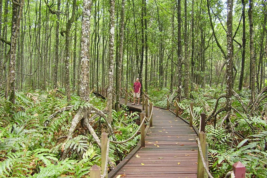 Matang Mangrove Forest Reserve image