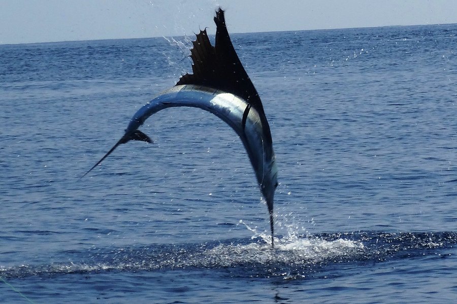 Mad Marlin Sportfishing image