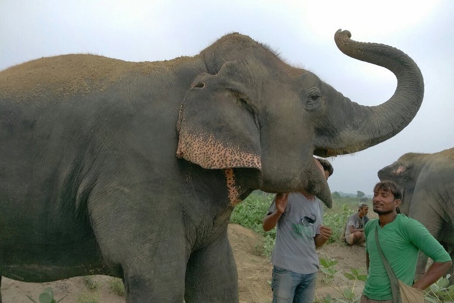 Elephant Conservation & Care Center image