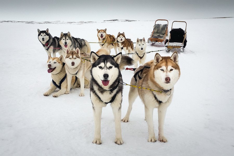 Snow Dogs image