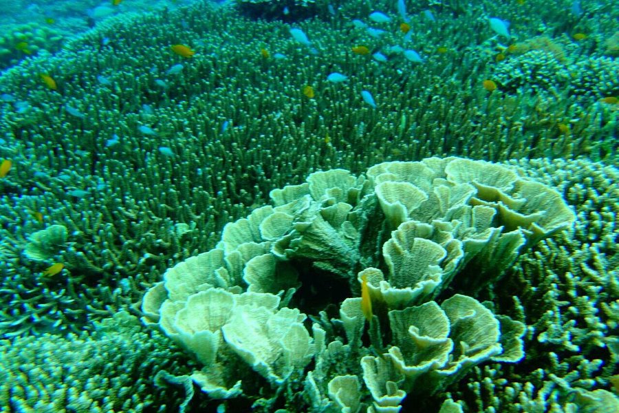 Balicasag Reef image