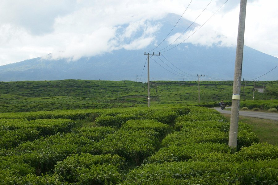Kayu Aro Tea Plantation image