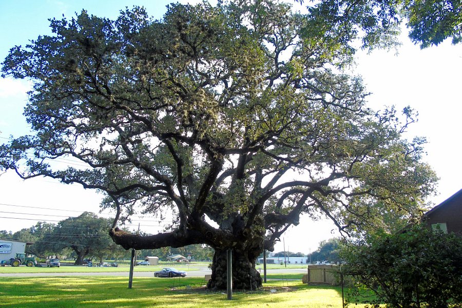 Largest Live Oak in Texas image