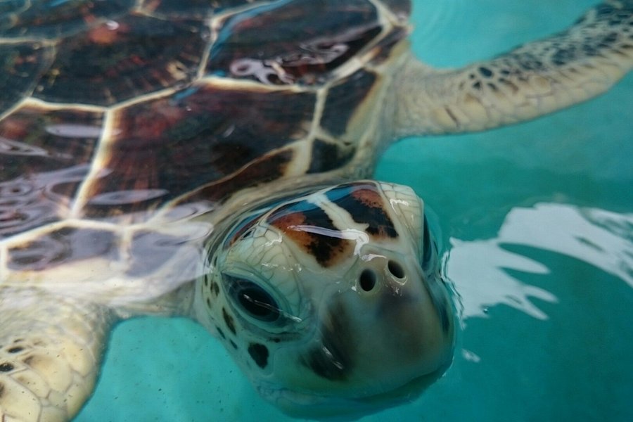 Our Turtle Conservation Project image