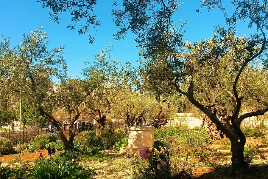 Garden of Gethsemane image