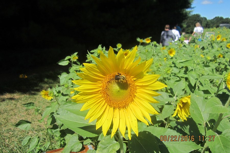 Sunflower Gardens image