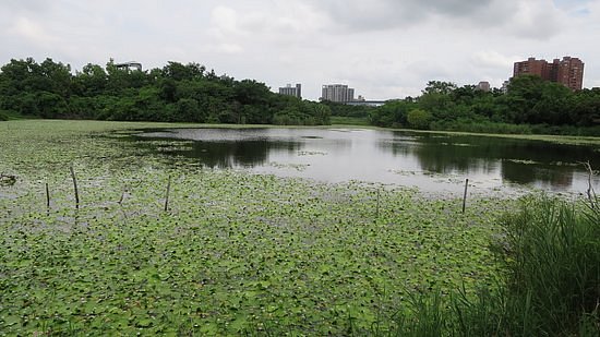Zhouzi Wetland Park image