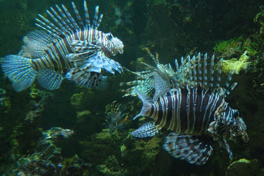 Aquarium du Limousin image