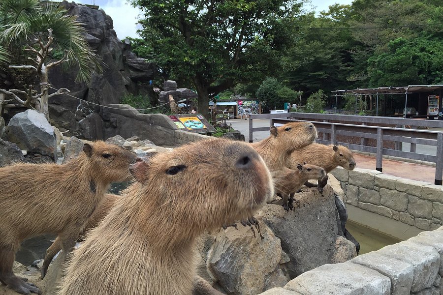 Izu Shaboten Zoo image