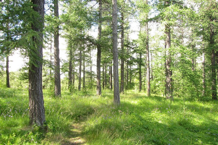Hallormsstadur Forestry Reserve image